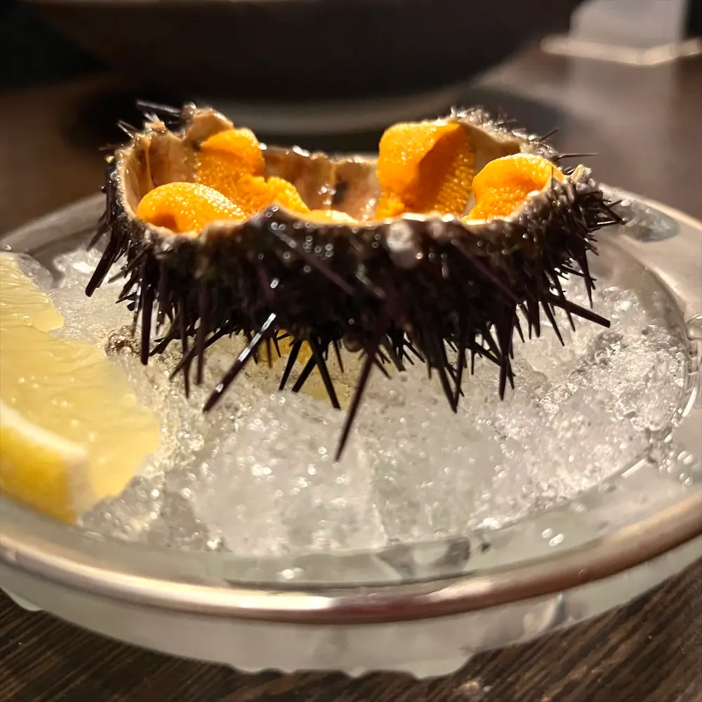 Short Spine Sea Urchin
